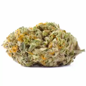 King Tut