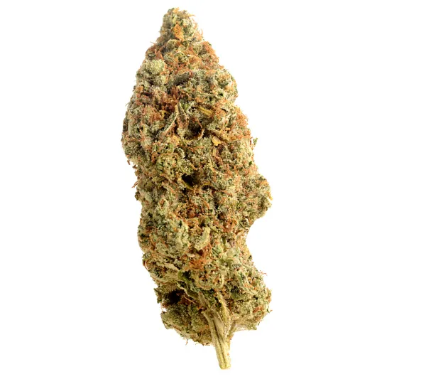 AMNESIA HAZE REGULAR AMSTERDAM GENETICS
