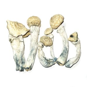 Albino Penis Envy