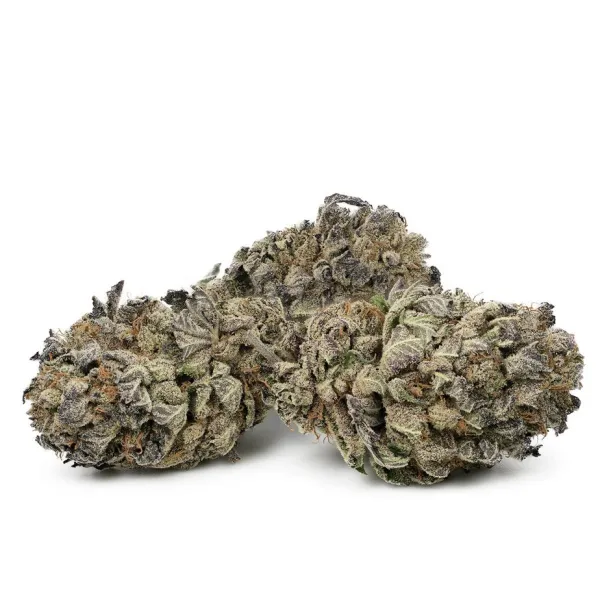 Black Domina Strain New