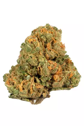 Jack Herrer