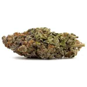 Blueberry strain